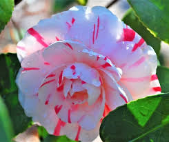 LA Peppermint Camellia Starter Plant (4L) | Fragrant Double Blooms | Evergreen Shrub for Shade Gardens | Camellia japonica