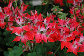Geranium Cuttings 6” Unrooted Pelargonium ‘Fireworks Red’ - Vibrant Red Blooms, Easy-Care, Drought-Tolerant, Pollinator-Friendly