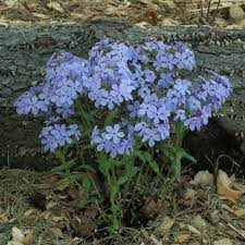 Wild Sweet William Phlox Seeds – 100+ Lavender-Purple Blooms – Shade-Tolerant Perennial – Phlox divaricata – USA