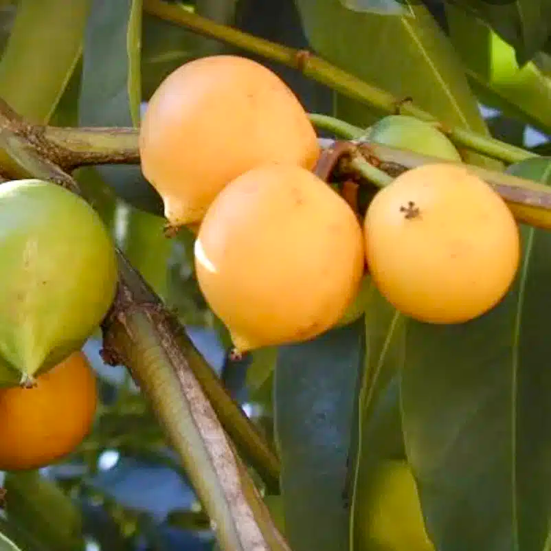 Yellow Mangosteen Live Fruit Tree 12"-24" - Garcinia xanthochymus - Tropical Evergreen with Exotic Fruits - Nutrient-Rich Garden Tree