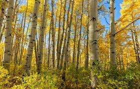 Quaking Aspen Seedlings 8-14 Inches Bare Root Trees Populus tremuloides - Fast-Growing Deciduous for USDA Zones 2-6
