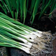 250 mg Onion Seeds White Lisbon Bunching Heirloom (Allium fistulosum) - Crisp Flavorful Green Onions for Planting