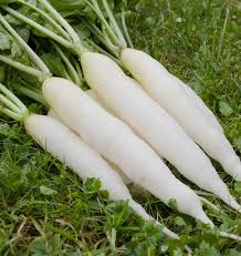 200 Seeds White Icicle Radish - Crisp, Mild Flavor - Raphanus sativus - Fast-Growing for Salads & Pickling
