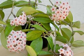 Hoya Carnosa Live Plant 3” Pot - Easy-Care Green Wax Flower with Fragrant Blooms - Air-Purifying Houseplant