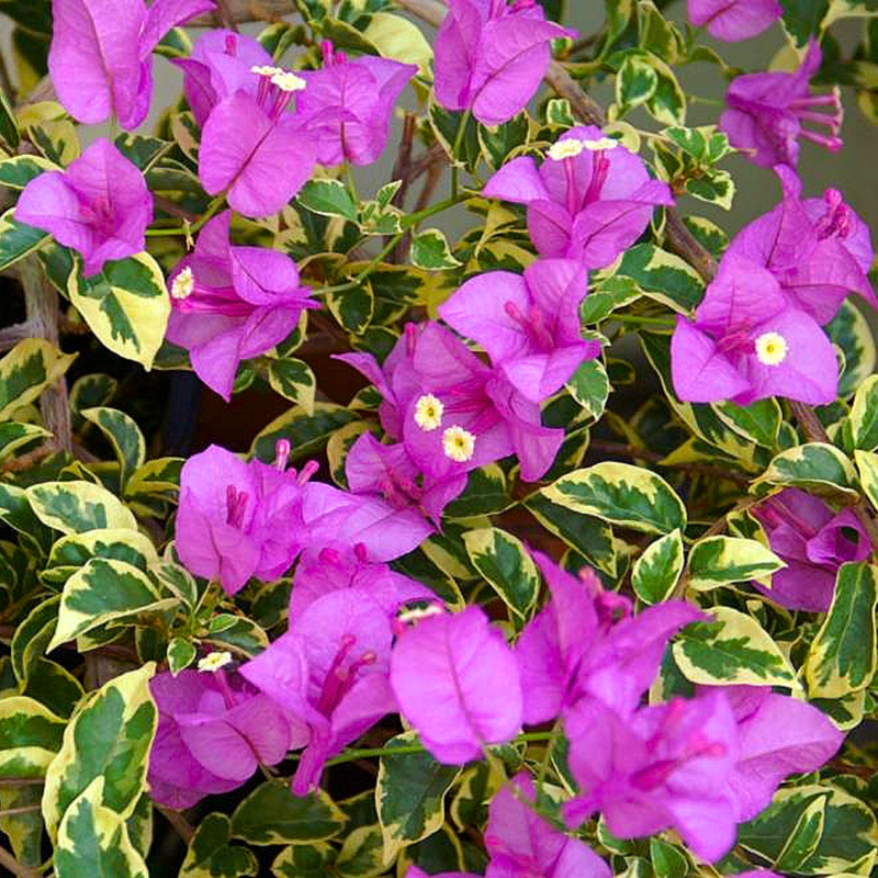 Variegated Purple Bougainvillea Plant - 7" Live Plant in 4" Pot - Bougainvillea glabra, Tropical Vine with Vibrant Blooms