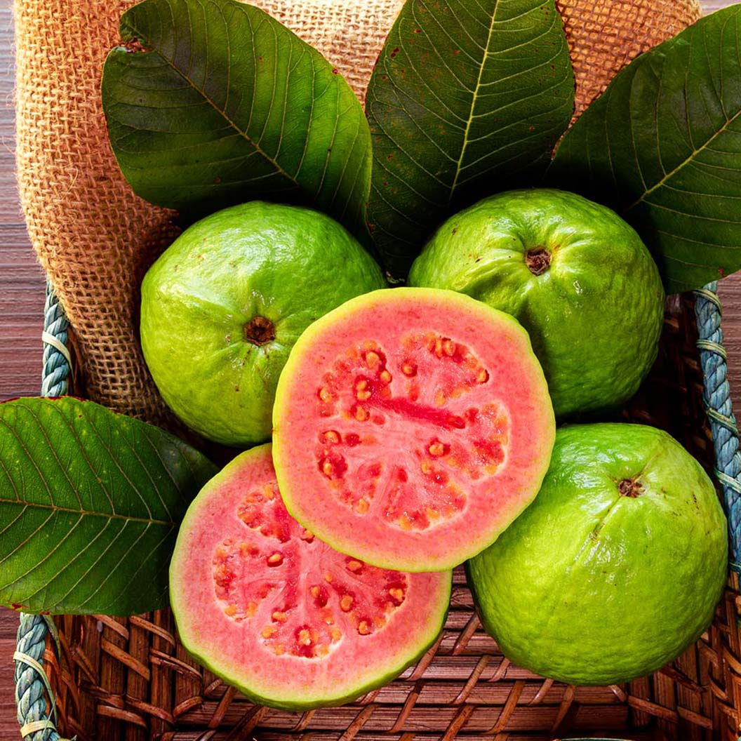 Ruby Red Guava Tree 8"-10" Live Plant | Sweet Fruit, Easy to Grow, Psidium guajava | Tropical & Subtropical Zones