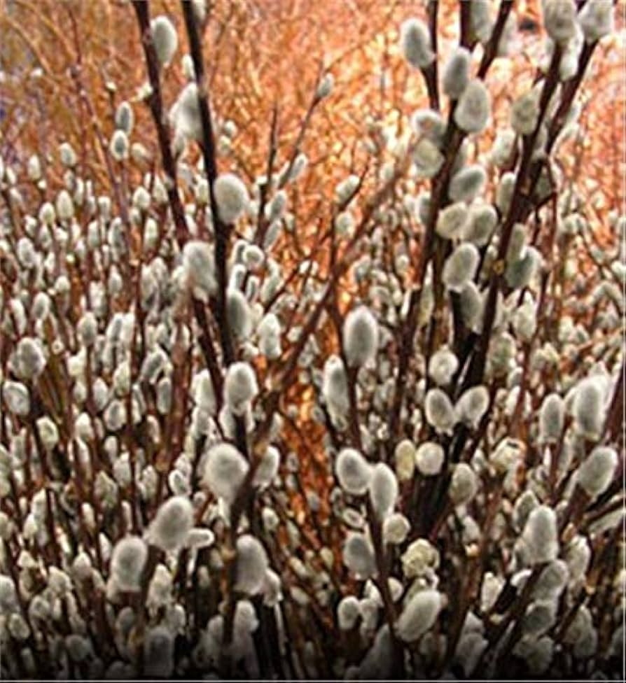 10 Unrooted Cuttings Pussy Willow Salix Discolor - Easy to Root Silvery Catkins for Garden Privacy Screens & Ornamental Use