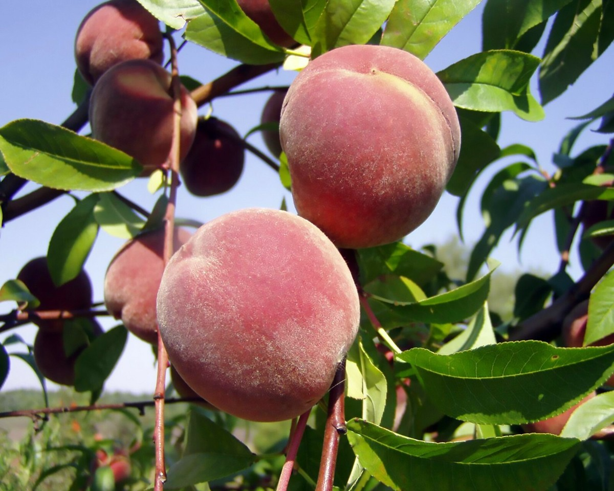 Nemaguard Peach Starter Plant 6-8 Inches | Live Healthy Seedling | Deciduous Tree | Easy to Grow | Prunus Variety