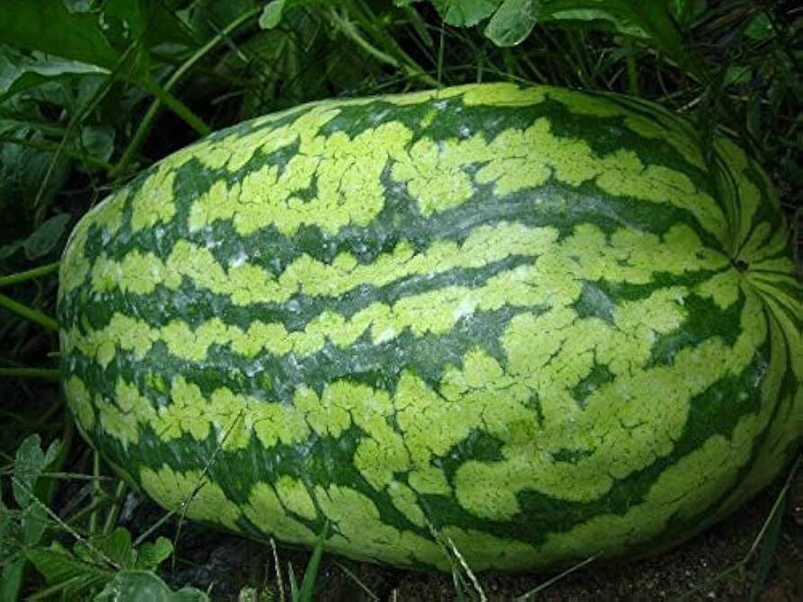 Carolina Cross Watermelon Seeds - 50+ Giant Heirloom Seeds for Sweet Pink Flesh & High-Yield - Citrullus lanatus