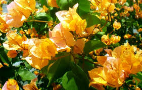California Gold Bougainvillea Starter Plant - Well-Rooted Plug with Golden Blooms, Evergreen Shrub, Bougainvillea spp.