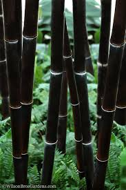 Black Bamboo Live Plant, Multi-Cane, Ornamental Privacy Screen, Phyllostachys nigra - Fast Growing, Hardy Clumping Bamboo