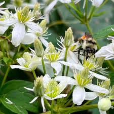 Clematis Seeds 100mg - Virgin's Bower, White Starry Blooms, Pollinator Friendly, Fast-Growing Climber, Clematis virginiana