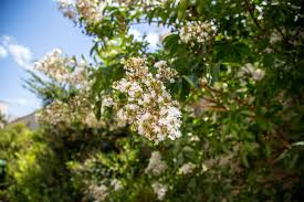 Fragrant Tea Olive Cuttings 8" Osmanthus Fragrans - Sweet Tea Evergreen, Fast-Growing, Aromatic Edible Flowers