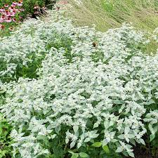 Mountain Mint Seeds 30mg - Aromatic Herb, Pollinator-Friendly Perennial, Pycnanthemum spp. for Teas & Cottage Gardens