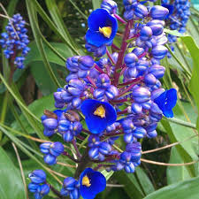 Sapphire Blue Ginger Live Starter Plant | Dichorisandra Thyrsiflora | Gorgeous Blue Flowers | Indoor & Outdoor Shade-Loving