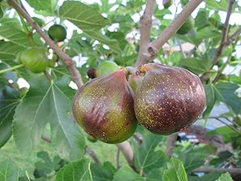 Olympian Fig Tree Starter Plant, 3-8 inches, Ficus carica, Hardy Edible Fruit for Home Gardens, Compact Growth, Green Foliage