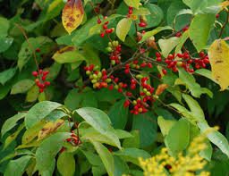 Northern Spicebush Live Bare Root Plant 18"-24" Lindera benzoin Wildlife-Friendly Aromatic Shrub for Zones 4-9