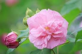 4 Unrooted Cuttings Confederate Cotton Rose - Hibiscus mutabilis, Color Changing Flowers, Hardy Flowering Plant