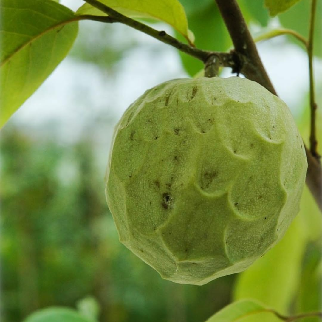 Cherimoya Plant with Pot | 8-Inch Live Seedling | Tropical Fruit Tree | Annona | Indoor & Outdoor Ready to Plant