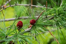 American Larch Tree, Live Bare Root Plant, Larix laricina, Hardy Deciduous Conifer for Landscaping and Wetland Areas