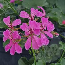 Geranium Cuttings 6” - Pelargonium ‘Cascade Pink’ - Trailing Flowering Plant, Vibrant Blooms, Easy-Care - 3 Live Unrooted Cuttings