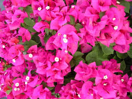 Helen Johnson Bougainvillea Starter Plant | Small Well-Rooted Tropical Beauty | Bougainvillea | Ideal for Indoor & Outdoor Gardens