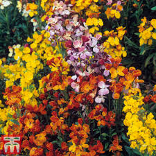 500 Seeds English Wallflower Mix, Bi-Colored Perennial & Biennial Flowers, Erysimum cheiri, Fragrant Pollinator-Friendly Garden Seeds
