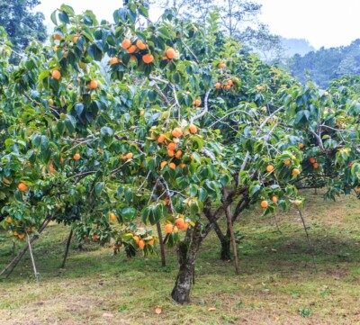 American Persimmon Trees - Pack of 2 Live Bare Root Plants - Diospyros virginiana - Edible Fruit for Home Gardens