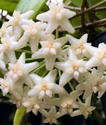 Hoya Doi Tung Starter Plant - Well-Rooted Tropical Houseplant with White Fragrant Flowers - Hoya sp. for Indoor & Outdoor Use