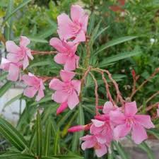 7 Pink Oleander Cuttings 7" Long | Organic Live Flower Cuttings | Nerium oleander | Easy to Root for Propagation