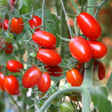 Roma Tomato Seeds 100mg - Heirloom, Meaty & Flavorful, High Yield for Sauces & Canning - Solanum lycopersicum