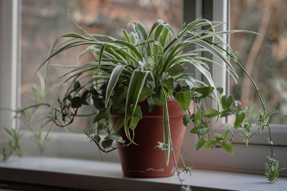 10 Spider Plant Cuttings, Green & White Striped, Chlorophytum comosum, Easy Care Indoor Air Purifier, Unrooted