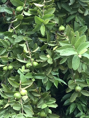 White Guava Tree Seedling in Pot - Tropical Live Plant for Home Garden - Sweet Fruit - Psidium guajava
