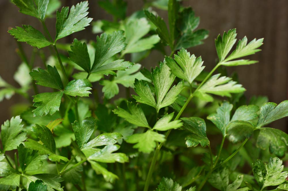 Italian Giant Parsley Seeds - 2,000 Non-GMO Heirloom Culinary Herb, Petroselinum crispum, Dark Green Leaves, Easy to Grow