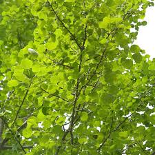 Live Bare Root Hybrid Poplar Tree 2-3 Feet Cottonless Cottonwood (Populus deltoides x Populus nigra) Fast-Growing Shade Tree