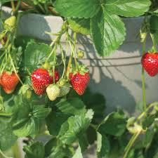 Everbearing Seascape Strawberry Bareroot Plants - 10 Live Plants, Sweet & Juicy, Fragaria × ananassa ‘Seascape’, USDA Zones 4-9