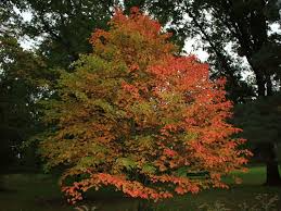 Acer grosseri Seeds - Snakebark Maple - Rare Ornamental Tree with Striped Bark - Deciduous Tree for Temperate Gardens