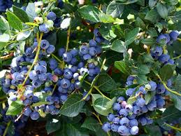 Dwarf Blueberry Starter Plants - 3 Pack Top Hat - Live Bare Root Edible Berry Bush - Vaccinium corymbosum - Container Friendly