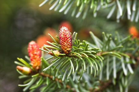 Norway Spruce Tree 12-18” Live Bare Root Plant Picea abies Cold-Hardy Evergreen for Landscaping Windbreaks