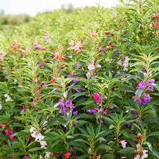 Camelia Flowered Mix Impatiens Seeds | Non-GMO | 50-1,000 Seeds | Impatiens balsamina | Pollinator-Friendly, Heirloom