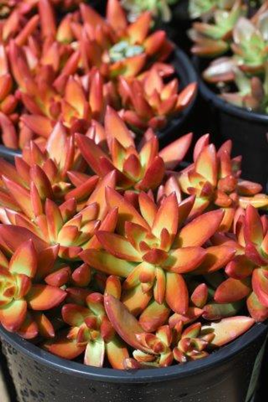 Sedum Adolphi Firestorm Cuttings - 5 Live Yellow-Red Rosettes for Succulent Gardens - Drought-Tolerant, USDA Zones 9-11