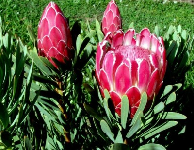 10 Queen Protea Seeds, Woolly Beard Flower, Exotic Blooms, Protea magnifica, USDA Zones 9-12, Acidic Soil Plant, Rare Seeds