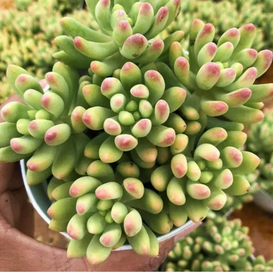 3 Bare Root Live Succulent Plants Sedum 'Alice Evans' Stonecrop Variety Drought-Tolerant Easy Care