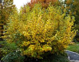 Witch Hazel Shrub - 10"-12" Live Bare Root Plant - Fragrant Yellow Blooms - Hamamelis virginiana - Zones 3-8 - Ornamental Shrub