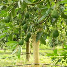 Starter Plant Hass Avocado Tree 12"-24" Live Tropical Fruit Tree Persea americana for Home Gardening and Container Planting