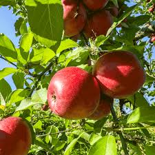 Fuji Apple Tree 2-3 Ft Live Fruit Tree Malus domestica Sweet Juicy Apples for Home Orchard Edible Gardening