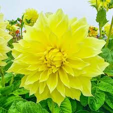 Dahlia Tuber - Live Yellow Dinnerplate Flower Bulb - Dahlia hybrid ‘Kelvin Floodlight’ - 12" Blooms for Garden & Bouquets