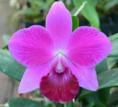 Potted Orchid Starter Plant 3-Inch Mini Purple 'Lea' x Pot Oconee Circle 'Lone Jack' Cattleya Orchid - Tropical Purple Blooms