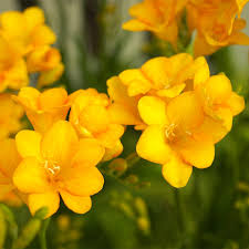 Single Yellow Freesia Bulbs - Fragrant Summer Flowers, Deer Resistant, Freesia spp., Ideal for Gardens & Bouquets