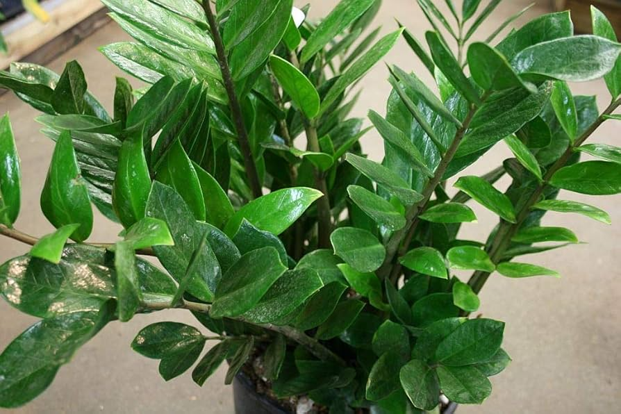 ZZ Chameleon Live Plant 4" Pot | Zamioculcas zamiifolia | Low-Light Indoor Houseplant | Air-Purifying & Drought-Tolerant